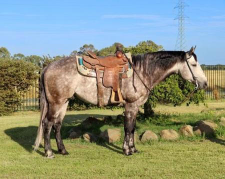 Quarter Horse Dapple Grey Gelding 15.1 Hands (Excellence)
