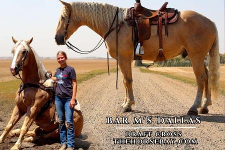 Palomino Draft X Gelding (Field Trial/Youth/Trail) 