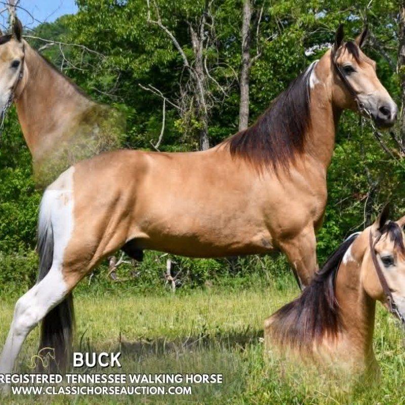 BUCK