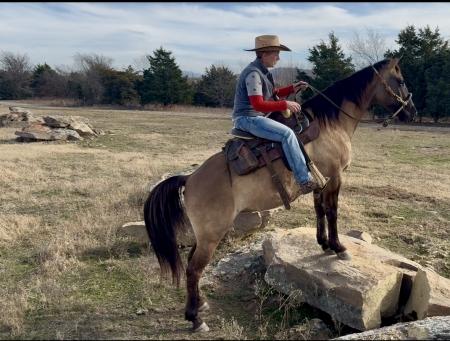 Grulla Missouri Foxtrotter Mare For Sale | Consigned to Thehorsebay.com