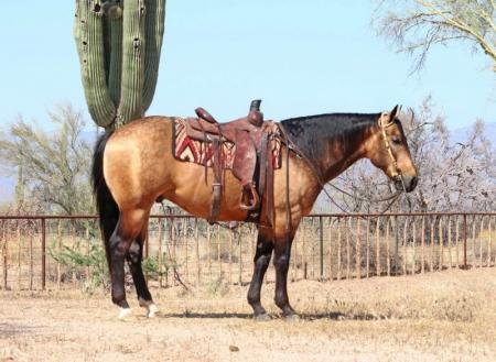 Quarter Horse Buckskin Gelding 15 Hands (Danny)