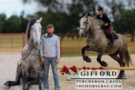 Percheron X Gelding
