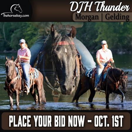 Black Morgan Gelding For Sale | Thehorsebay.com | Driving/Youth/Trail