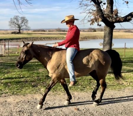 Grulla Missouri Foxtrotter Mare For Sale | Consigned to Thehorsebay.com