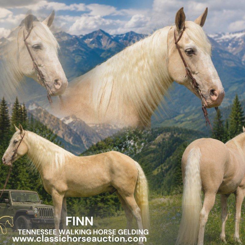FINN