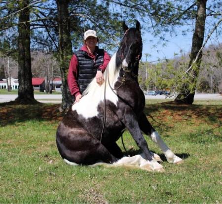 Spotted Saddle Horse Black Tobiano Gelding 15.1 Hands (Blaze)