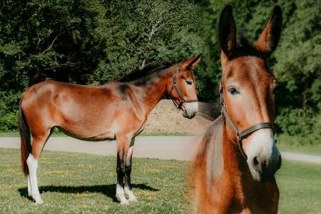 Bay Molly Mule Consigned to Thehorsebay.com | Youth/Trail/Dressage