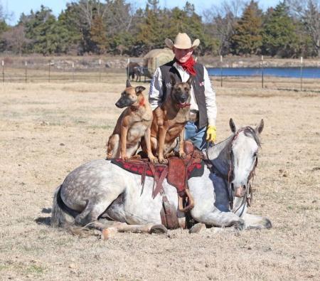 Quarter Horse Gray Gelding 15.1 Hands (Cruiser)
