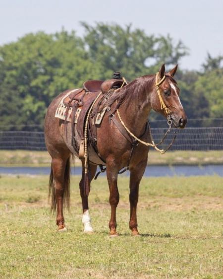 Quarter Horse Red Roan Gelding 15 Hands (Bailey)