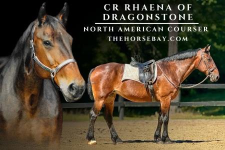 Registered North American Courser Mare