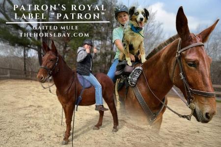 Trail-Ready, Experienced Gaited Mule - Perfect Family Mule