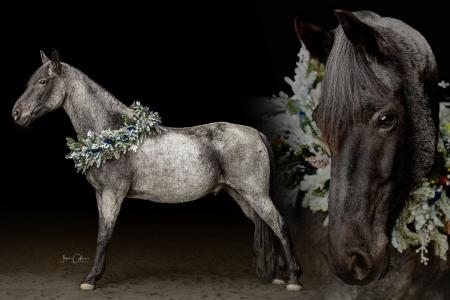 Blue Roan Kentucky Mountain (KMSHA) Gelding Consigned to Thehorsebay.com | Gaited/Trail/Ranch