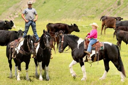 Spotted Draft Quarter Horse X Gelding (Driving/Trail/Lesson, Ranch) For Sale on Thehorsebay.com