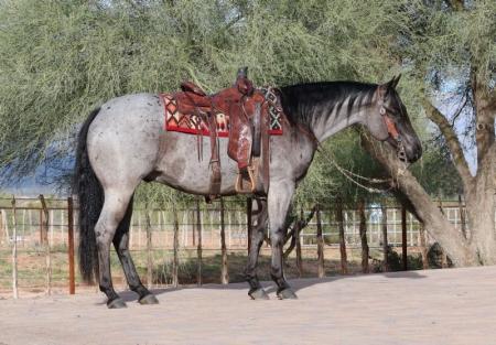 Quarter Horse Blue Roan Gelding 14.3 Hands (Legacy)