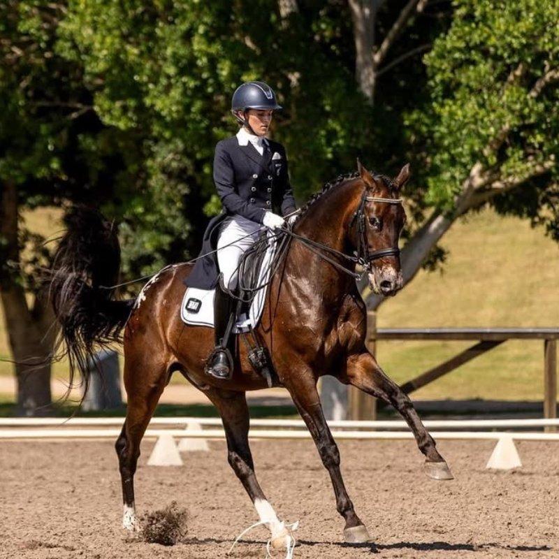 4th Level Dressage King Ready to Step Up Toward PSG