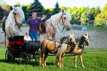 Pair of Palomino Tennessee Walking Mares For Sale | Driving/Trail/Show