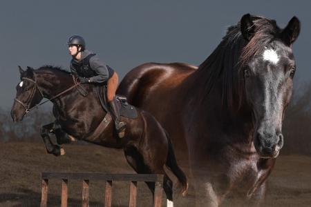 Quarter Horse X Shire Mare For Sale | Consigned to Thehorsebay.com