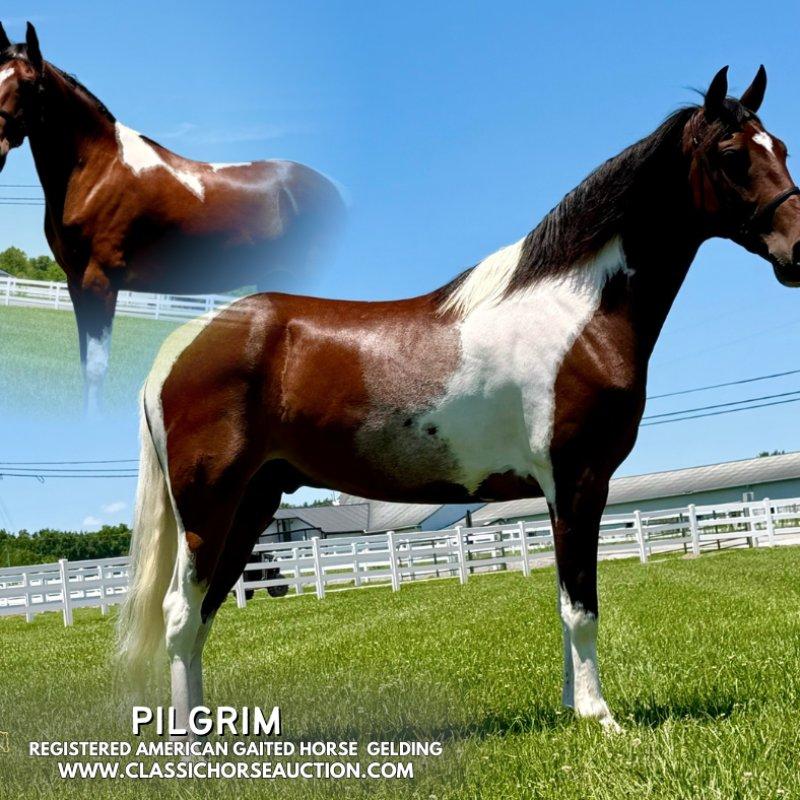Pilgrim