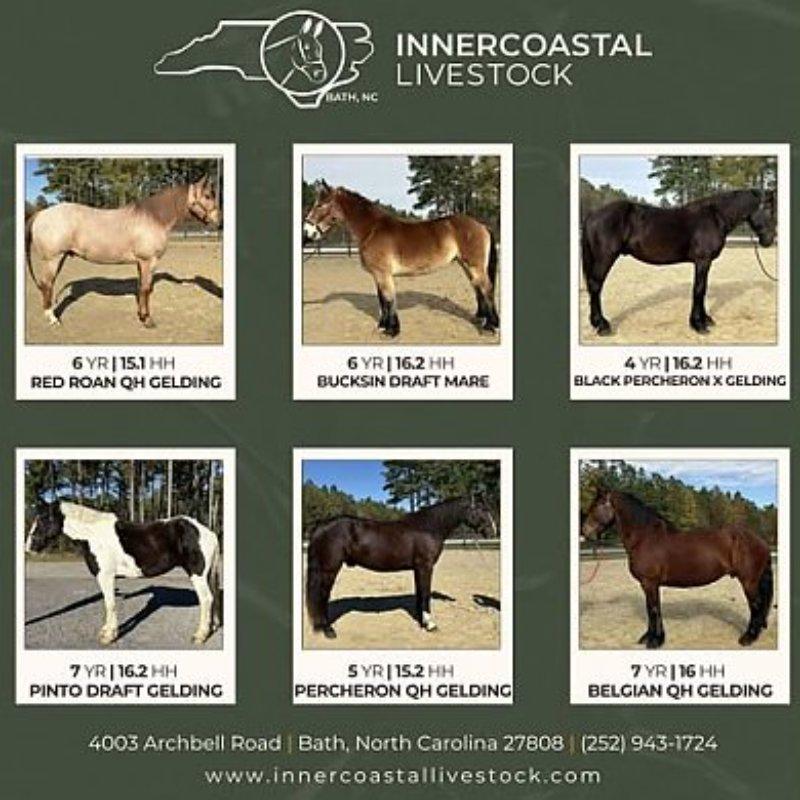 Horses For Sale