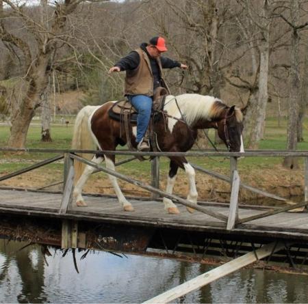 Spotted Saddle Horse Chocolate Tobiano Gelding 15.2 Hands (Beauregard)