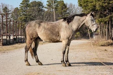 Quarter Horse (AQHA) Gelding For Sale | Consigned to Thehorsebay.com