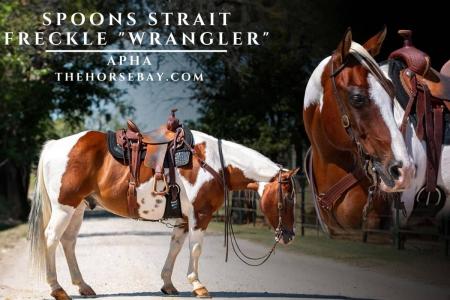 Tobiano Bay APHA Gelding (Barrel/Trail/Youth)