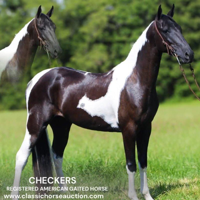 CHECKERS