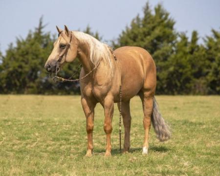 Quarter Horse Palomino Gelding 15 Hands (Bourbon)