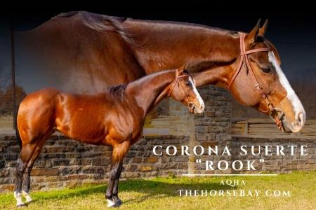 Bay AQHA Gelding (Barrel/Trail/Youth)