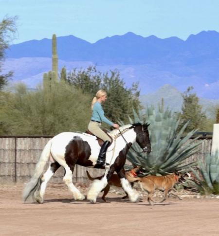 Gypsy Vanner Black Tobiano Gelding 14.3 Hands (Boris)