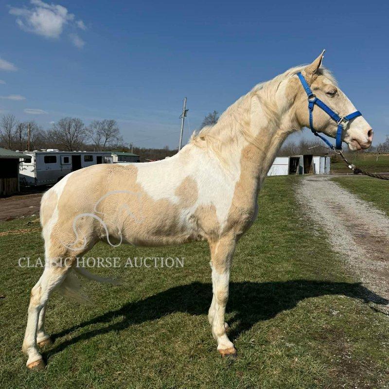 GEROMINO'S SPOTTED GOLD