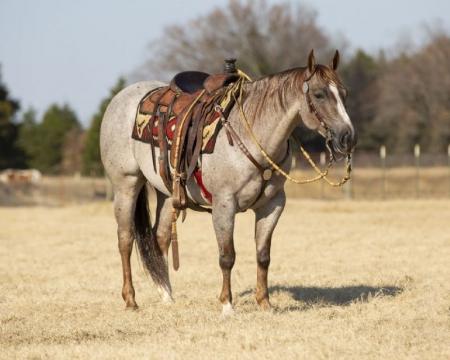 Quarter Horse Red Roan Gelding 15 Hands (Boomer)