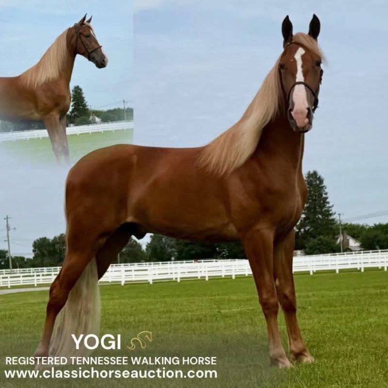 YOGI