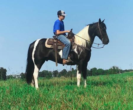Spotted Saddle Horse Black Tobiano Gelding 15.2 Hands (Bandera)