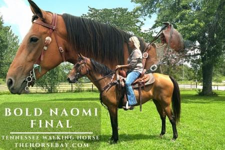 Buckskin Missouri Foxtrotter Mare For Sale (Gaited/Trail) Watch later Share