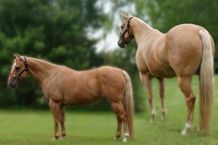 Palomino AQHA Gelding For Sale | Thehorsebay.com | Ranch/Trail/Western Pleasure