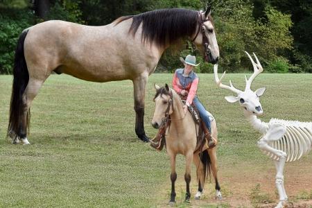 Missouri Foxtrotter X Gelding Consigned to Thehorsebay.com | Gaited/Trail/Dressage