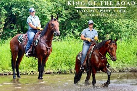Bay Friesian Sport Horse Gelding For Sale (Driving/Athletic/Trail Competition)