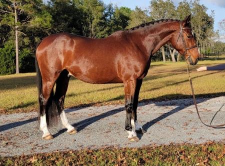 Warmblood Horse Bay Gelding 16.2 Hands (Cruz)