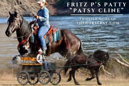 Black Friesian Morgan Mare