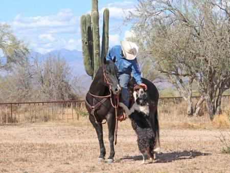 Quarter Horse Black Gelding 15.1 Hands (Copper)