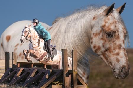 Leopard Appaloosa Gelding | Consigned to Thehorsbay.com