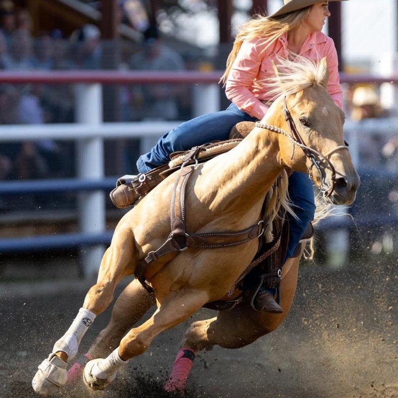 Elite Gold Palomino Barrel Horse | King Crush AQHA