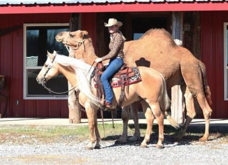 Quarter Horse Palomino Gelding 14.3 Hands (Austin)