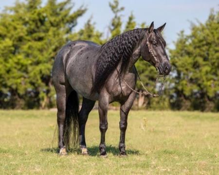 Quarter Horse Blue Roan Gelding 15.1 Hands (Arnold)