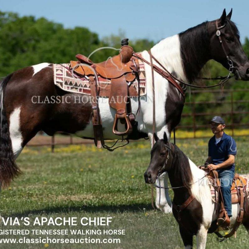 VIA'S APACHE CHIEF