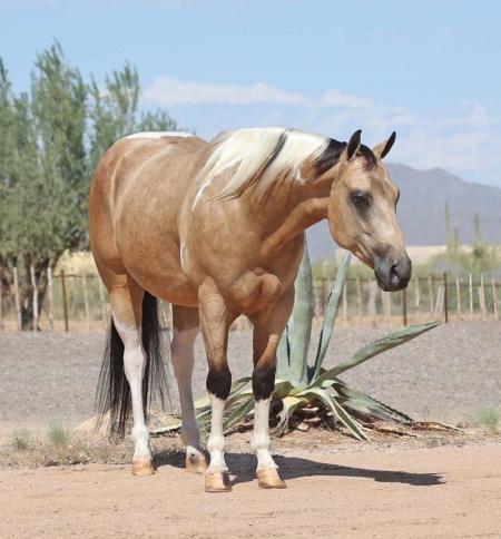 Paint Horse Buckskin Tobiano Gelding 14.3 Hands ( Casanova )