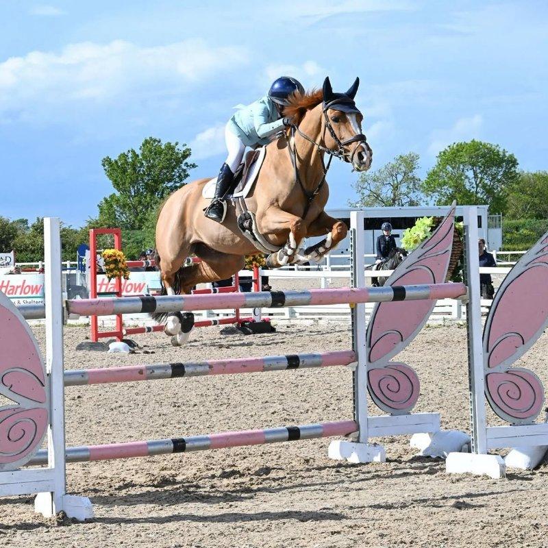 Elite German Riding Pony, Proven 1.20m Show Jumper