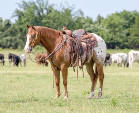 Quarter Horse Buckskin Gelding 14.2 hands (Bubblegum)