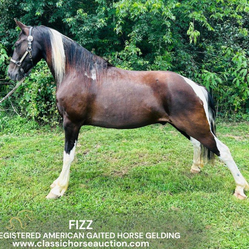 FIZZ